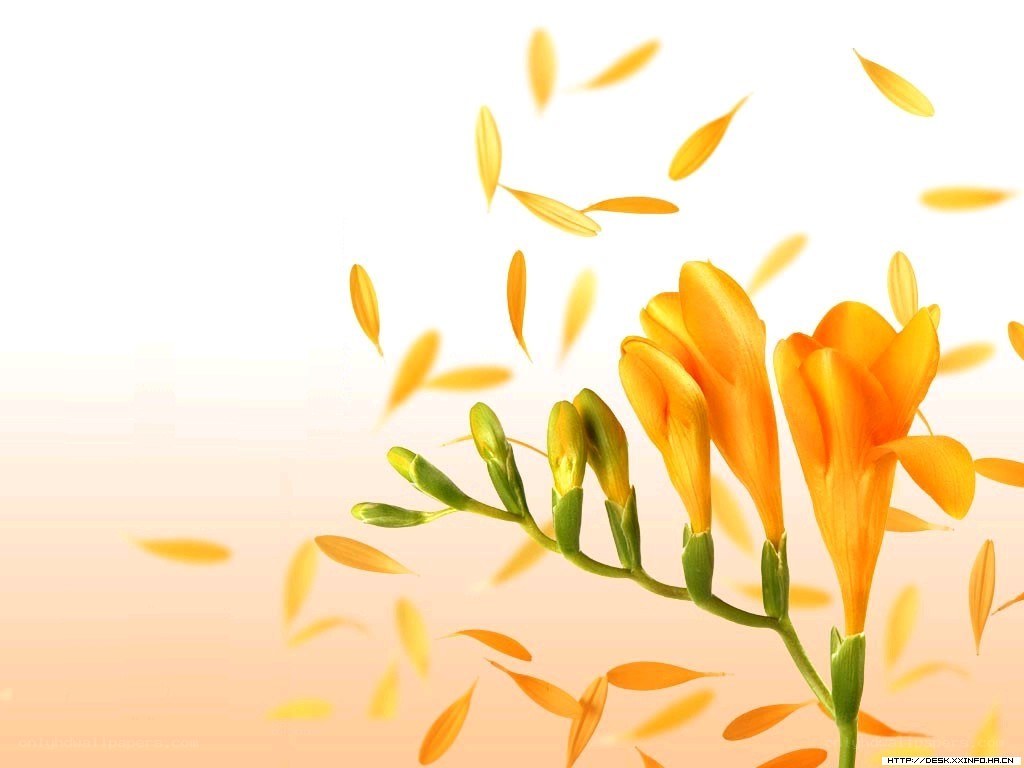 Orange flowers with falling petals