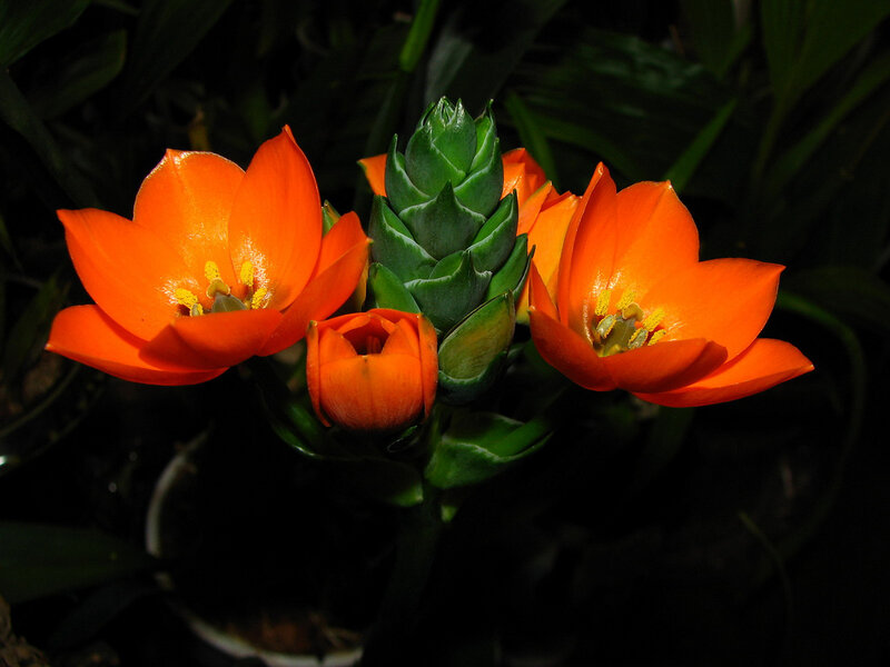 Orange Flowers with Green Bud