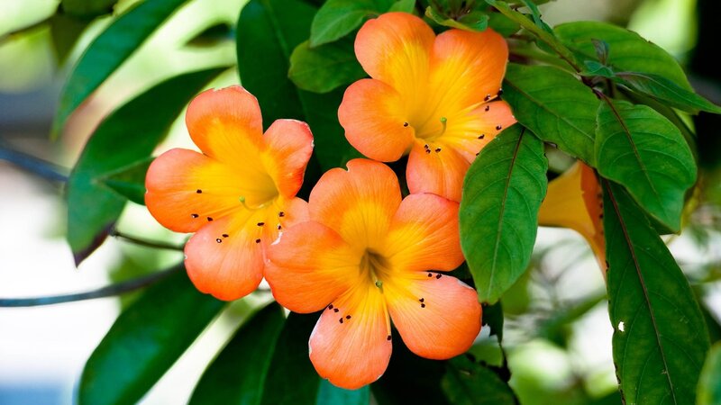 Orange flowers with green leaves