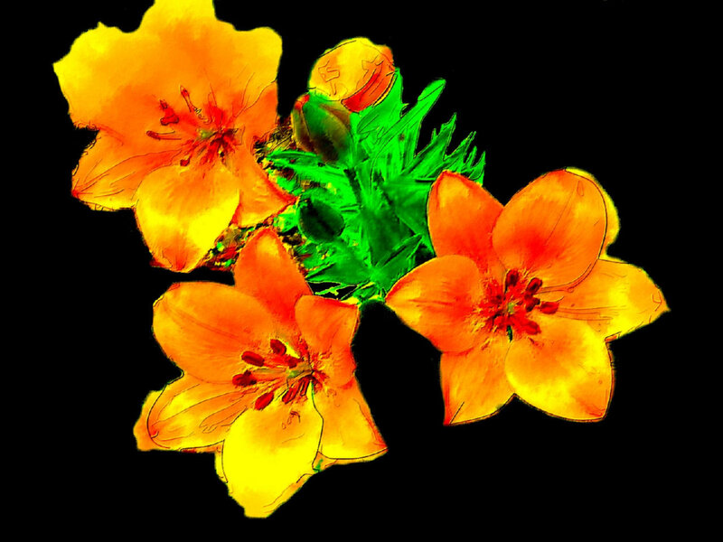Orange Flowers with Green Leaves — Yellow