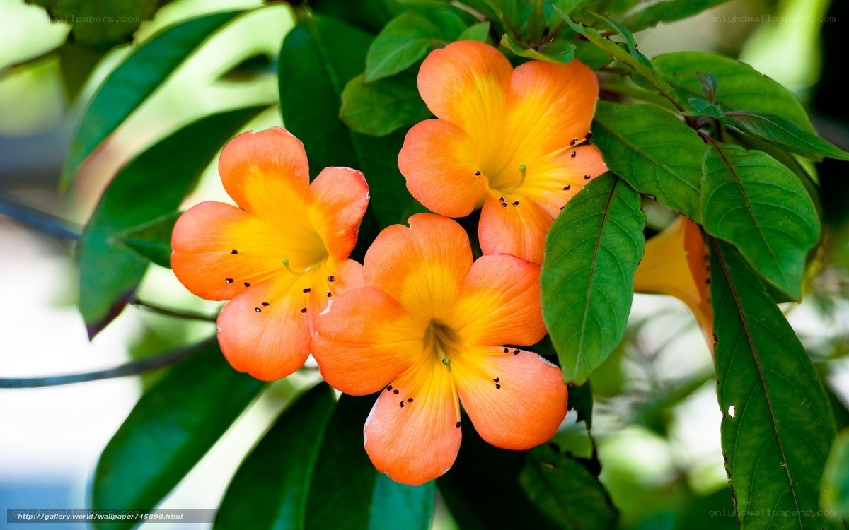 Orange flowers with green leaves