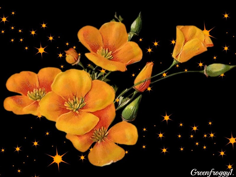 Orange Flowers with Stars