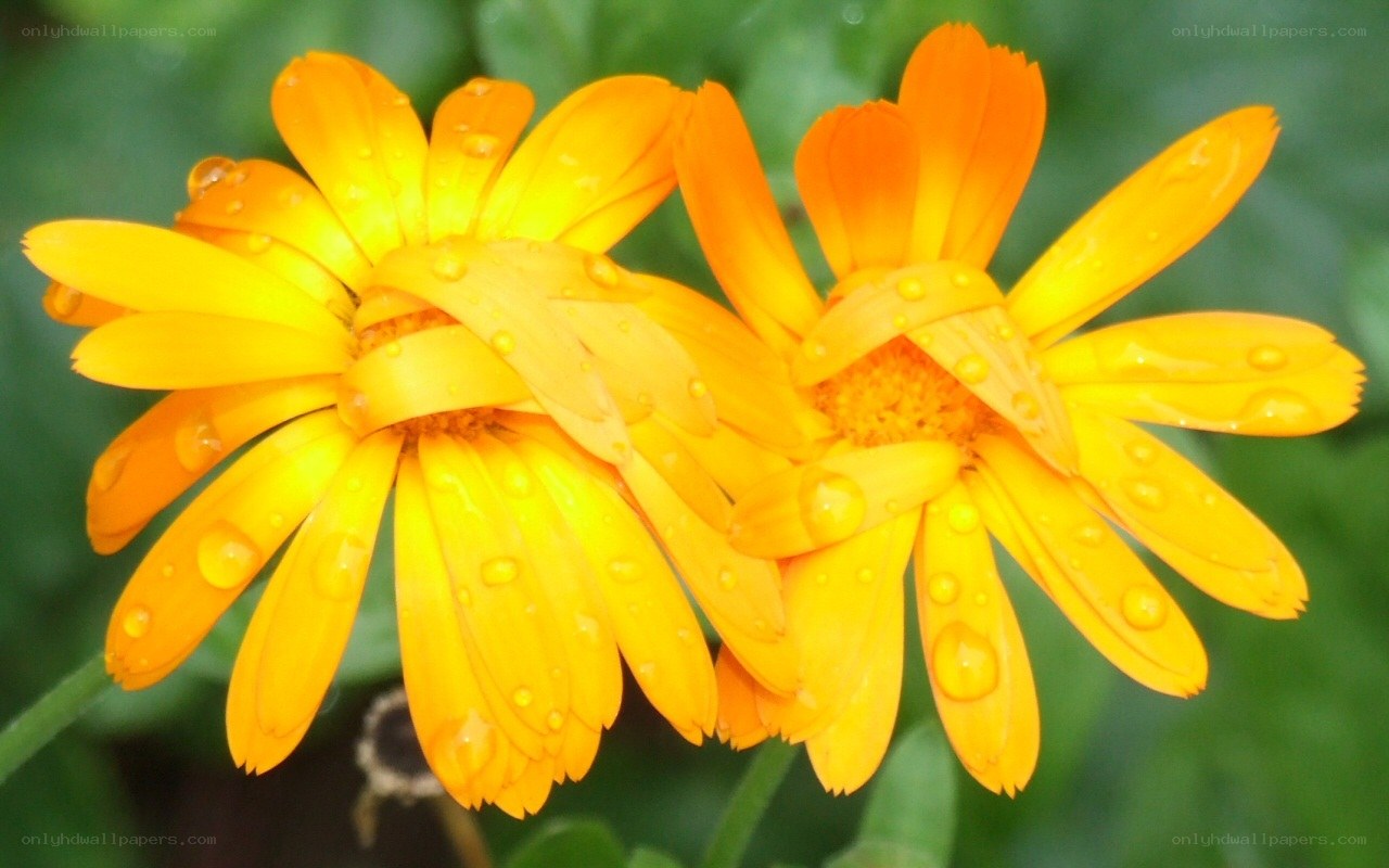 Orange flowers with water droplets