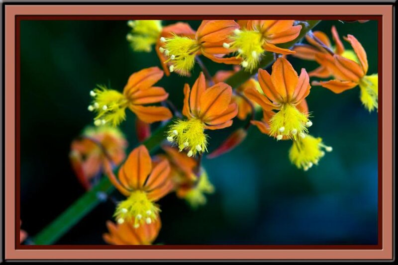 Orange Flowers with Yellow Stamens