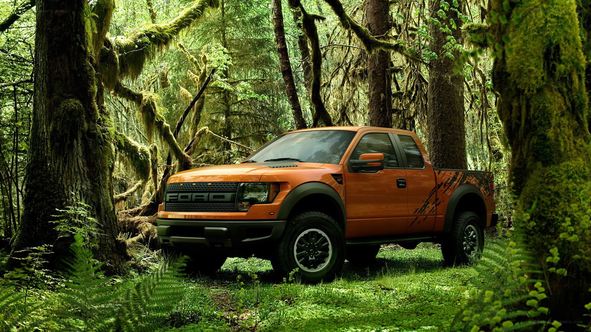 Orange Ford Raptor in forest