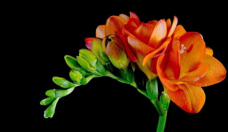 Orange Freesia Flower — Dramatic, Photograph
