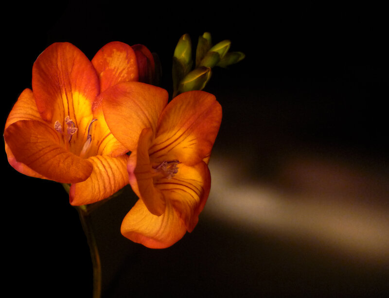 Orange Freesia Flower — Dramatic