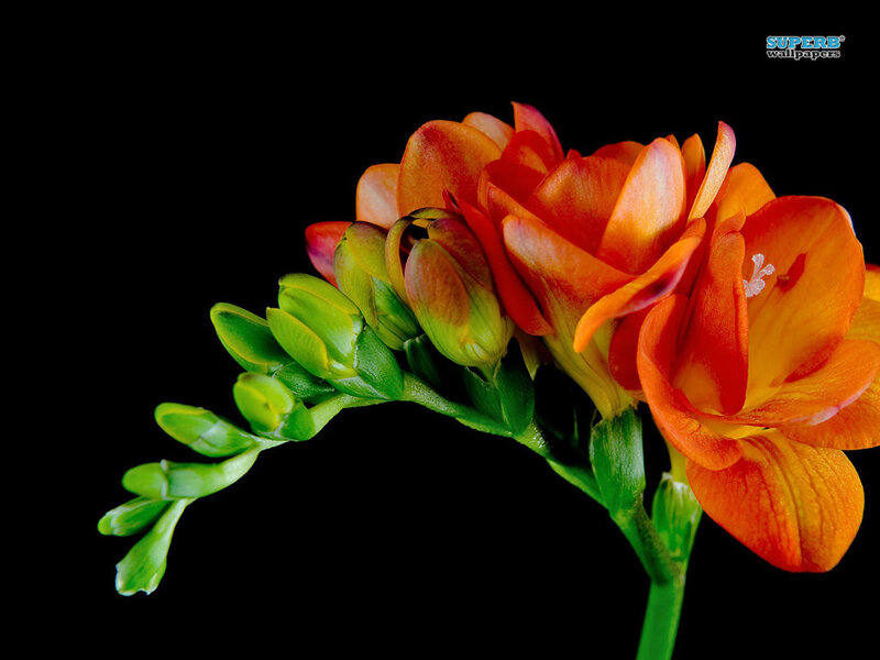 Orange Freesia Flower