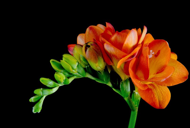 Orange freesia flowers