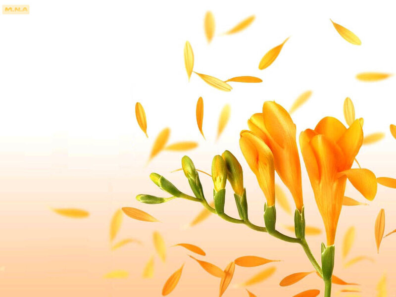 Orange Freesia Flowers — Yellow, Serene