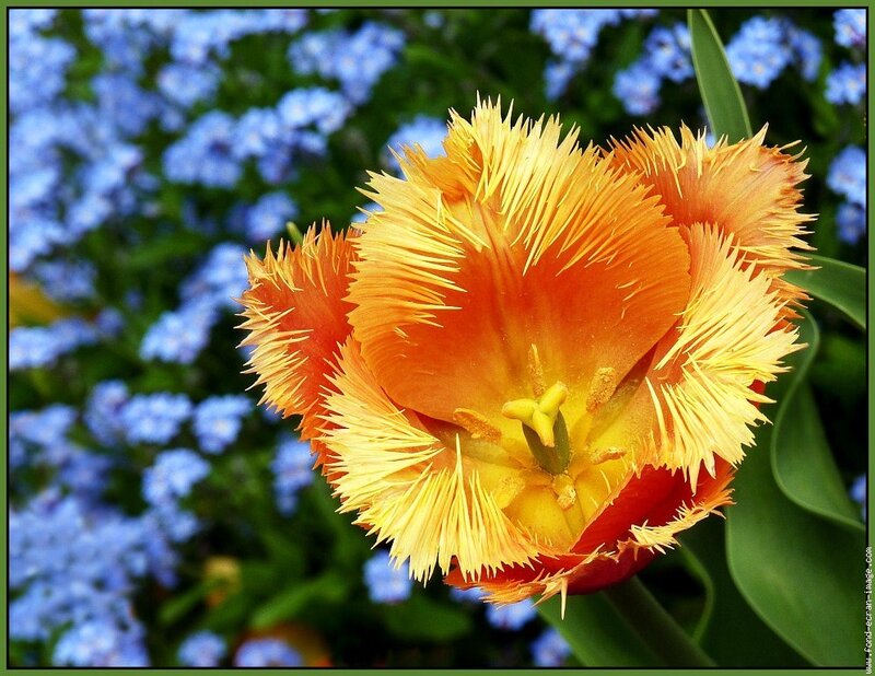 Orange fringed tulip in bloom