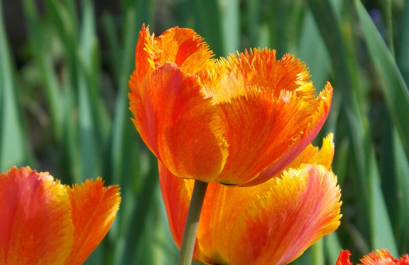 Orange Fringed Tulip — Serene