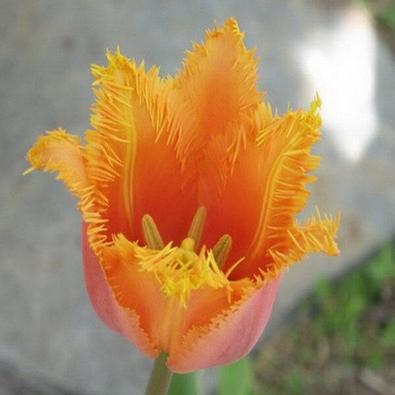 Orange Fringed Tulip