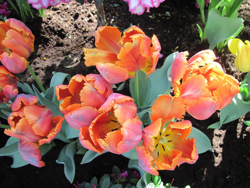 Orange Fringed Tulips — Bright