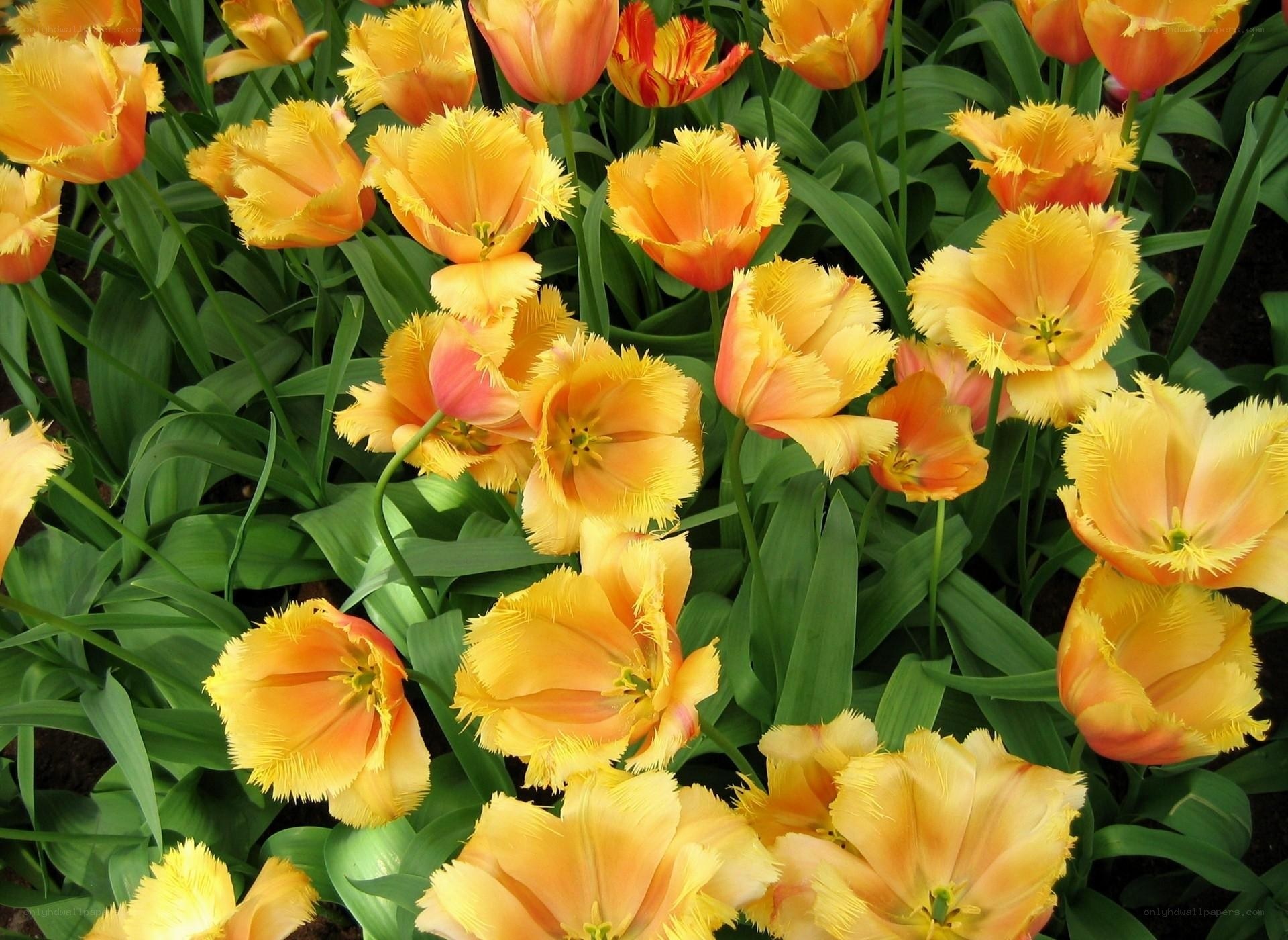 Orange fringed tulips in bloom