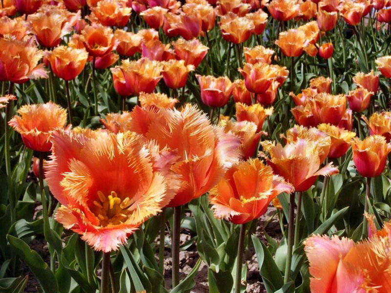 Orange Fringed Tulips