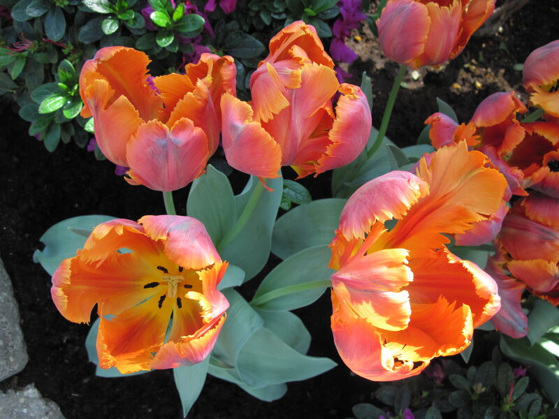 Orange Fringed Tulips — Vibrant
