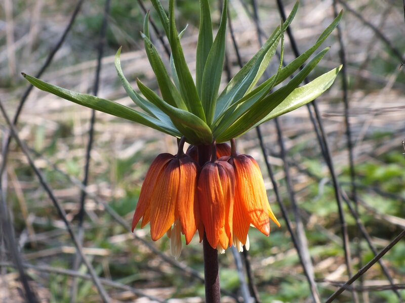 Orange Fritillary Flower — Natural