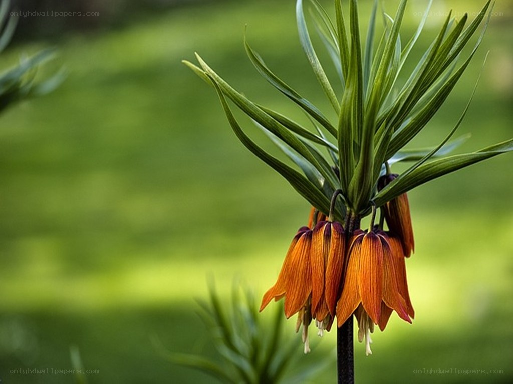 orange fritillary flower