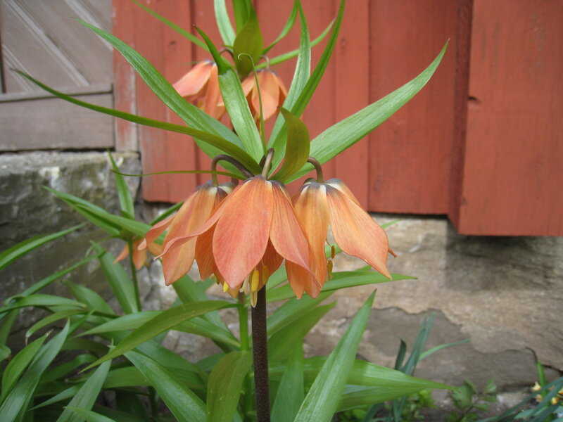 Orange Fritillary Flowers — Calm