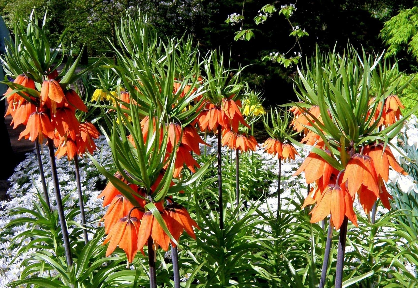 Orange fritillary flowers in garden