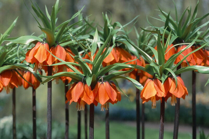 Orange Fritillary Flowers — Natural