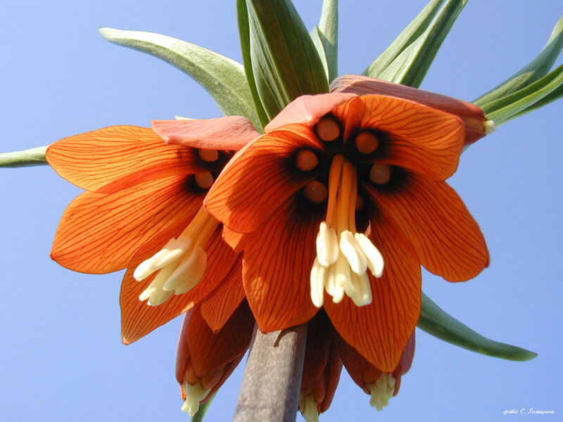 Orange Fritillary Flowers — Serene