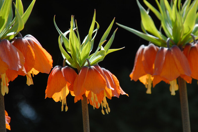 Orange Fritillary Flowers