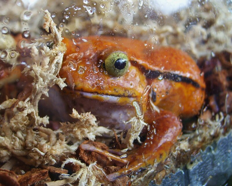 orange frog in water