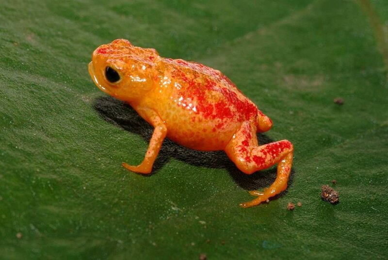 Orange frog on a green leaf