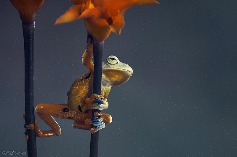 Orange Frog on Flower