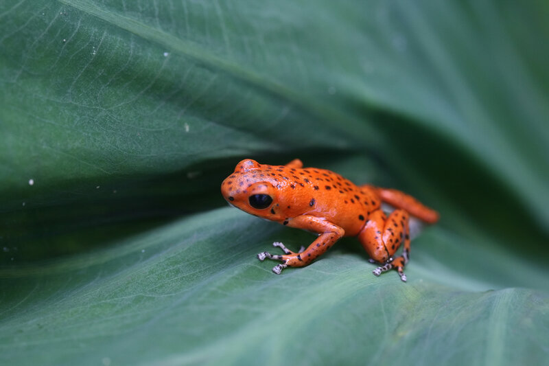 Orange frog on green leaf
