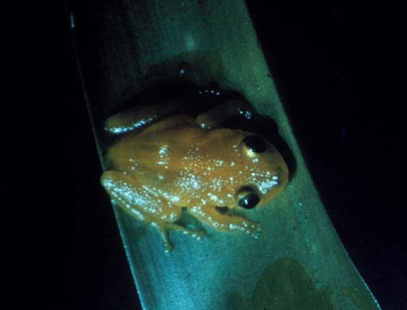 Orange Frog on Leaf — Green