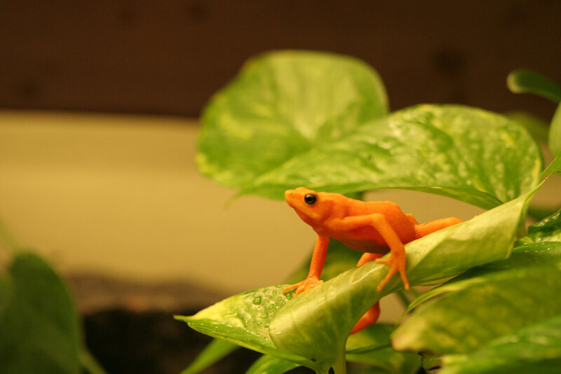 Orange Frog on Leaf