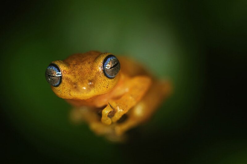 Orange Frog with Blue Eyes