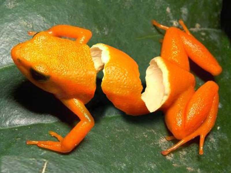 Orange frog with split body