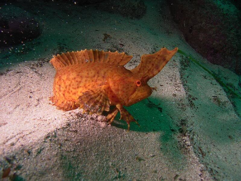Orange Frogfish on Sand