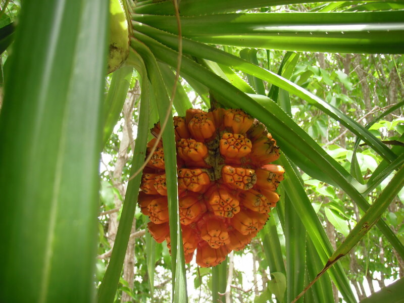 orange fruit cluster in green leaves