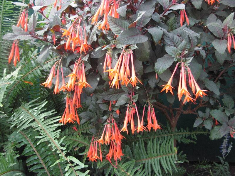 Orange Fuchsia Flowers