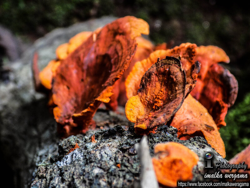 Orange Fungi on Log