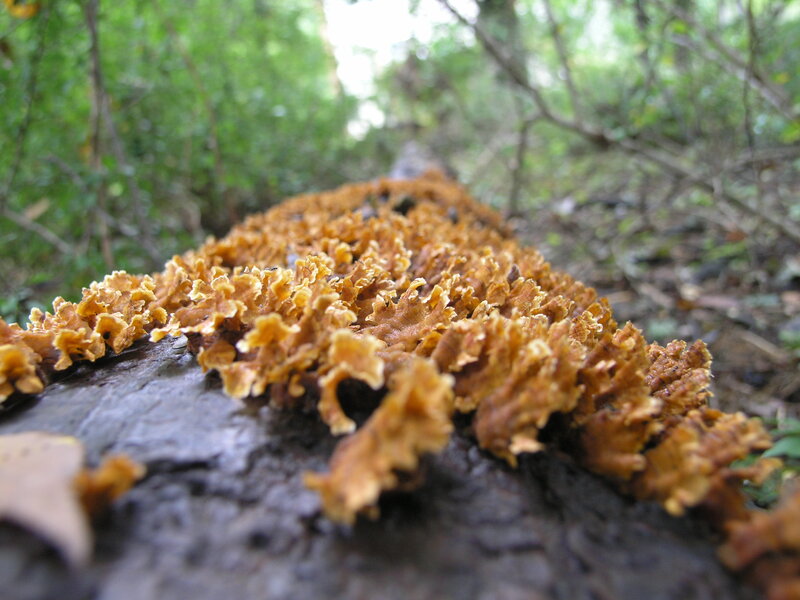 Orange Fungus on Log