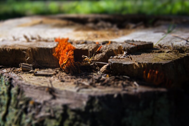 Orange Fungus on Tree Stump