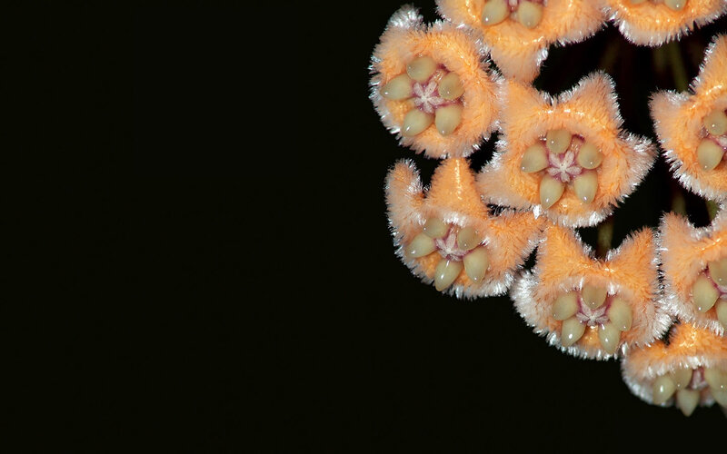 Orange fuzzy flowers