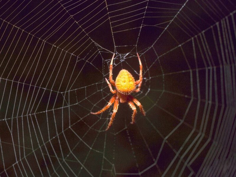 Orange Garden Spider