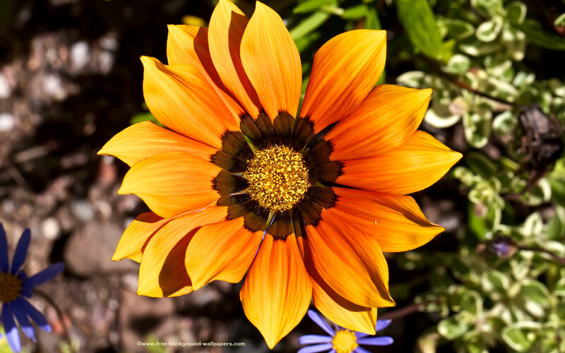 Orange Gazania Flower — Bright