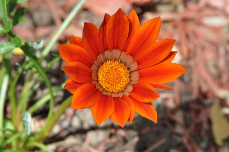 Orange Gazania Flower — Calm