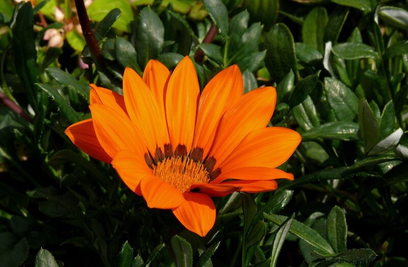 Orange Gazania Flower — Natural, Afternoon, Photograph