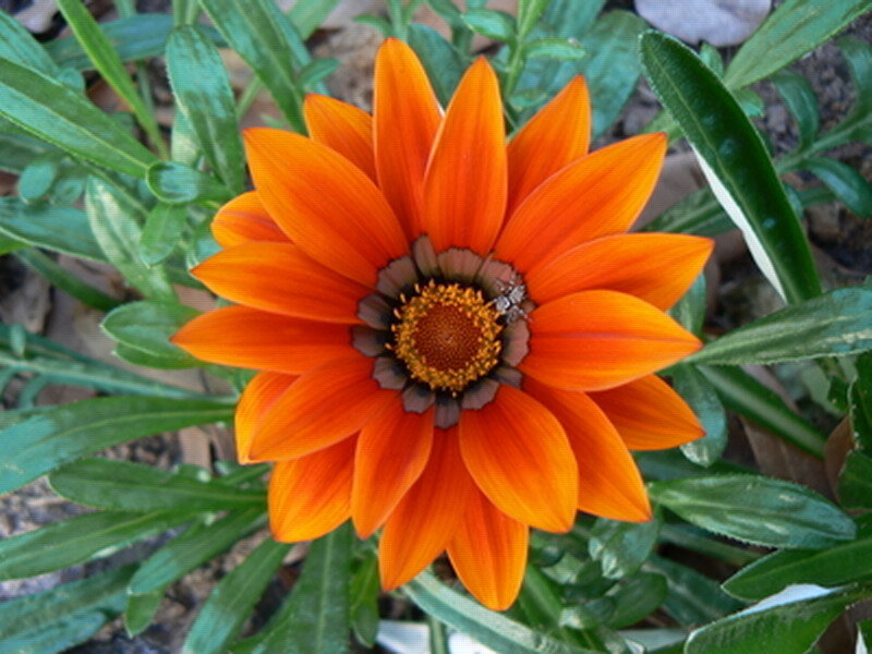 Orange Gazania Flower — Natural, Afternoon