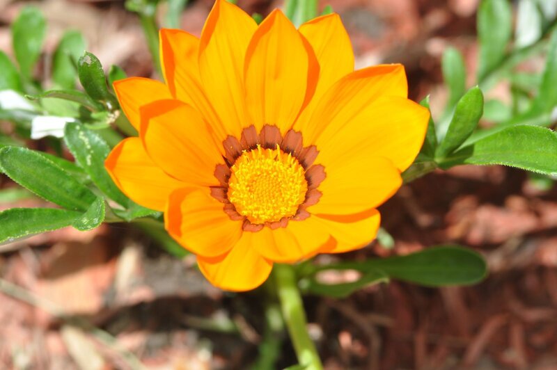 Orange Gazania Flower — Natural