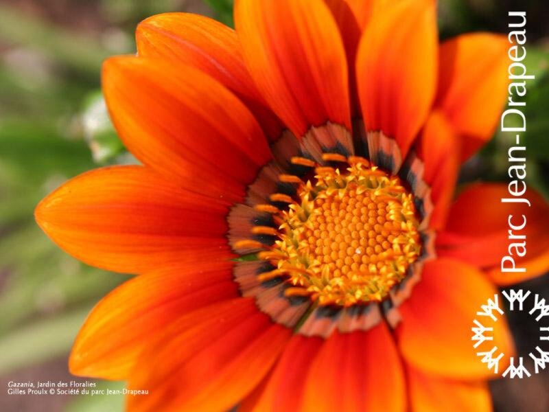 Orange Gazania Flower — Vibrant, Afternoon, Photograph, Petals